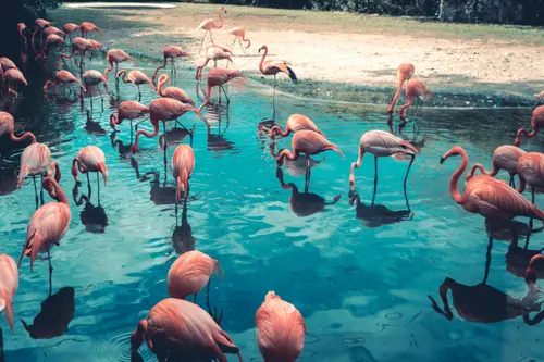Flamingo Billboards work